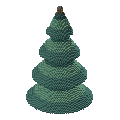 Mature pine crown